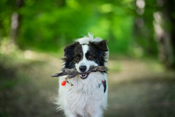 portrait of beautiful white dog