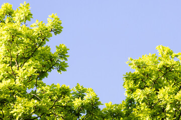 Fototapeta premium fresh green leaves on tree branch
