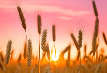 Wheat field on a soft pink sunset background. Concept: how fragile this world is