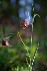 endangered wild Chess Flower (Fritillaria meleagris) or snake's head fritillary