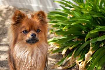 pomeranian dog portrait