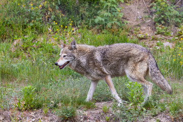 Male coyote (Canis latrans) in summer