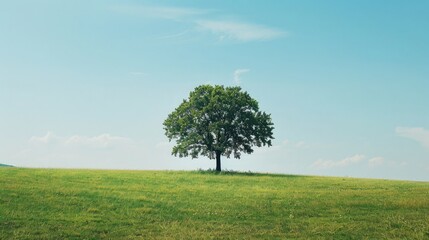 Obraz premium An open field with a single tree, symbolizing the solitude and peace found in freedom