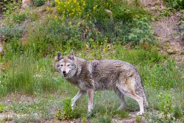 Male coyote (Canis latrans) in summer