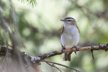 Red-eyed vireo (Vireo olivaceus) in summer