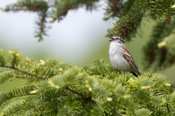 chipping sparrow (Spizella passerina) in summer
