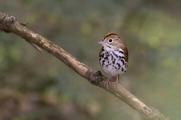 Male ovenbird (Seiurus aurocapilla) singing