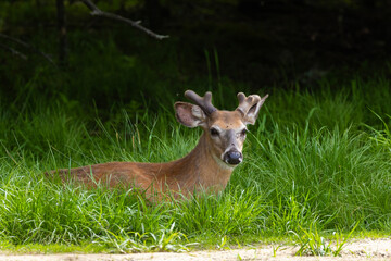 Male white-tailed deer (Odocoileus virginianus) in spring