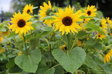 Sunflowers