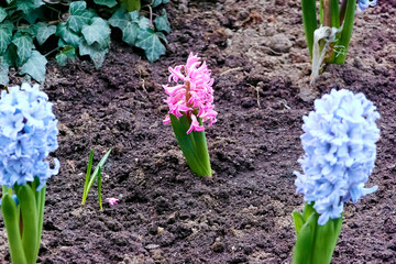 beautiful blooming blue and pink hyacinths in the spring evening city flower bed near the house....