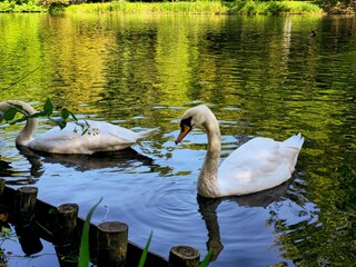 Swan in the park