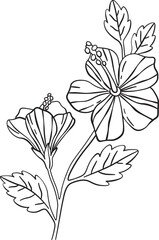 Hibiscus Flowers Sketch Line