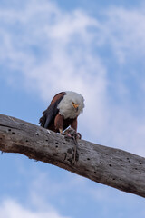 African Fish Eagle Perched on a Dead Tree Branch Ripping Apart its Prey, Ol Pejeta Conservancy, Nanyuki, Kenya, Africa