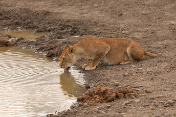 A Lioness Squatting and Lapping Drinking Water from the Edge of a Pond, Ol Pejeta Conservancy, Kenya Africa