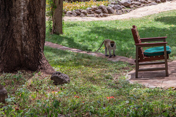 Vervet Monkey on a Path in a Safari Lodge, Amboseli National Park, Kenya, Africa