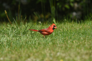 Close-up of Red Male Cardinal Foraging in Green Springtime Grass