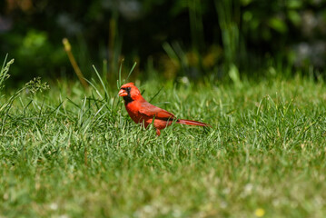 Close-up of Red Male Cardinal Foraging in Green Springtime Grass