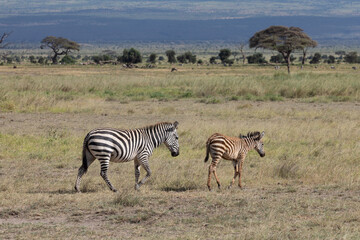 Fototapeta premium Female Plains Zebra With her Young Foal, Walking Across Field of Green Grass with Acacia Trees in the Distance, Amboseli National Park, Kenya, Africa