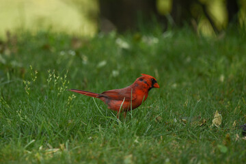 Close-up of Red Male Cardinal Foraging in Green Springtime Grass