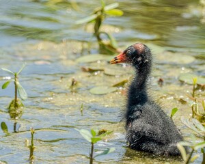 Baby Common Gallinule Foraging in the Marsh