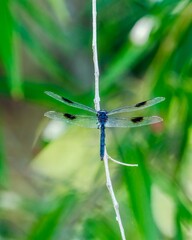 four pennant dragonfly on a branch