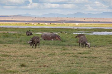 The Mingling of the Species - Cape Buffalo and a Large Hippo Grazing in a Swampy, Grassy Area with Elephants in the Distance; Amboseli National Park, Kenya, Africa