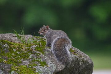 Gray Squirrel Perched on Moss-Covered Rock in Backyard