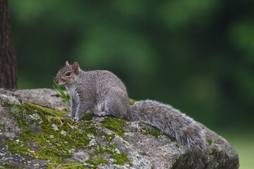 Gray Squirrel Perched on Moss-Covered Rock in Backyard