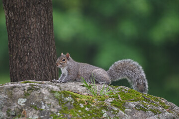 Gray Squirrel Perched on Moss-Covered Rock in Backyard