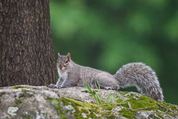 Gray Squirrel Perched on Moss-Covered Rock in Backyard