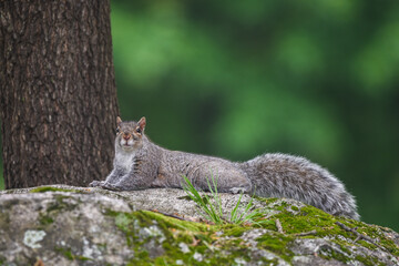 Gray Squirrel Perched on Moss-Covered Rock in Backyard