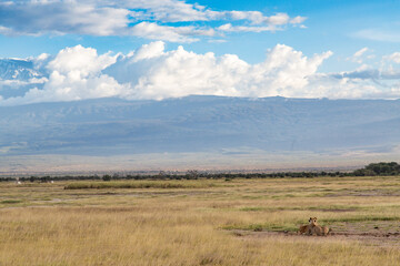 Fototapeta premium Clouds Forming over the Slopes of Mount Kilimanjaro, Amboseli National Park, Kenya, Africa 