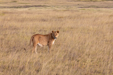 A Female Lioness on the Hunt in a Vast Field of Brown Grass in the Savanna of Amboseli National Park, Kenya, Africa