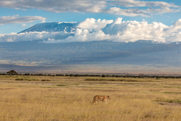 Lioness Striding Across a Field of Golden Grass in the Savanna, Amboseli National Park, Kenya, Africa