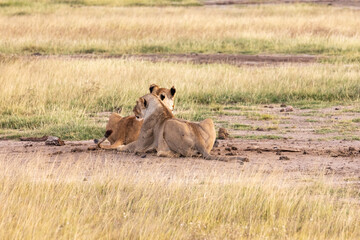 Two Lionesses Sitting in the Golden Grasses of the African Savanna in Amboseli National Park, Kenya, Africa 