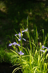 満開の花菖蒲