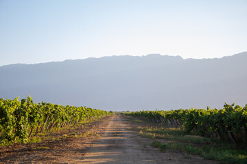vineyard