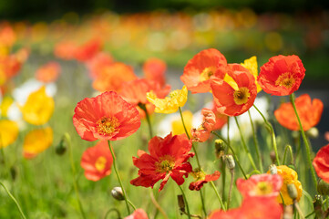 満開のポピー畑