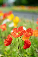 満開のポピー畑