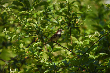 Male House Sparrow Serenading Amid Spring Foliage