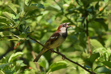 Male House Sparrow Serenading Amid Spring Foliage