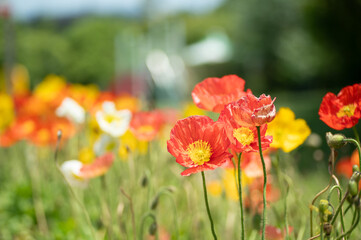 満開のポピー畑