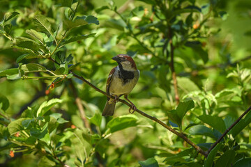 Male House Sparrow Serenading Amid Spring Foliage