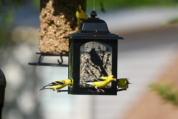 Group of Goldfinches Feeding at Sunflower Seed Bird Feeder in Backyard