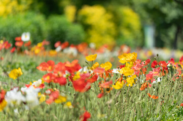 満開のポピー畑