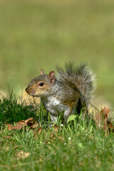 Closeup of Gray Squirrel Foraging in Sunlit Garden