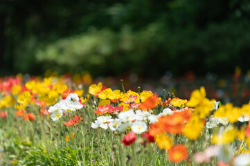 満開のポピー畑