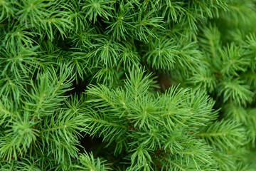 Closeup of Bright Green Pine Needles from a Dwarf Pine Tree