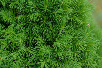 Closeup of Bright Green Pine Needles from a Dwarf Pine Tree