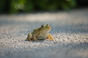 Green Frog (Lithobates clamitans) sitting on path